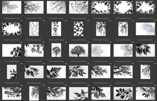 overlay hojas y floresi ndice 2